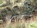 detail of well Dinas Emrys